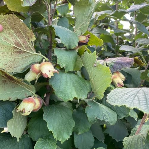 8 pcs haselnussstrauch kaufen samen, haselnuss pflanze winterhart, alte sorten, pflanzen geschenk, haselnuss samen (Corylus avellana) bonsai samen, bodendecker samen winterhart zimmerpflanze,
