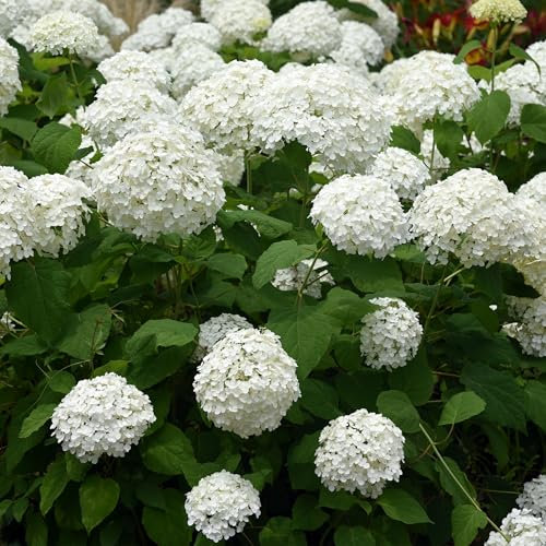 GreenboutiQ - Hortensia en Pompon - Hydrangea arborescens Annabelle - Fleur Blanche - 1 Plante - Feuillage Caduc - Grandes Fleurs - Pot 17cm Hauteur 50cm