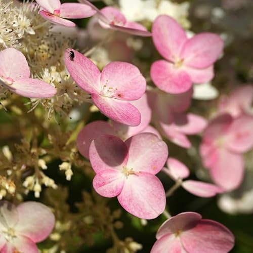 Hortensia Paniculata Pinky Winky - Hydrangea Paniculata Pinky Winky 60 cm Pot 3l - Plante - Hauteur 60 cm