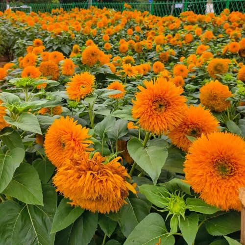 sonnenblumensamen - outdoor balkon hochbeet bio garten stauden winterhart 200pcs