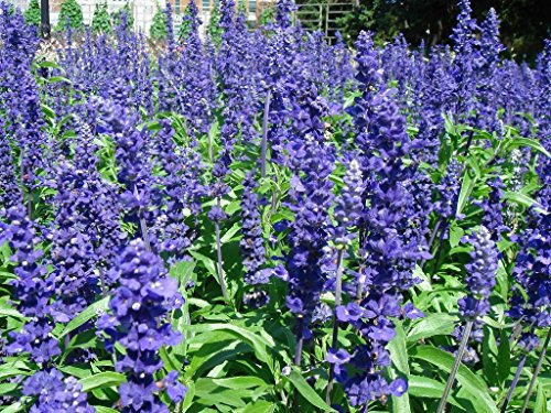 Belles graines de sauge bleue (Salvia farinacea) Les papillons l'adorent Peigne SH: PAQUET DE 100 GRAINES