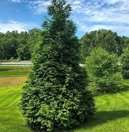 40 semi freschi di albero di tuia verde