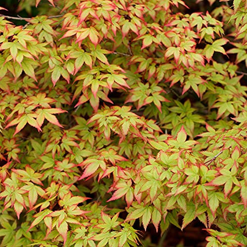 Acer palmatum - Japanese Maple | Deciduous Garden Plant Tree | 15-30cm Potted