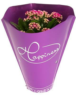 Fresh Plants Zimmerpflanzen -Kalanchoe blossfeldiana Happiness - Violett - Topf Ø 12 cm - Höhe ca. 24 cm