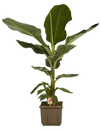Musa Dwarf Cavendish - Zwerg-Essbanane, 40 cm, Pflegeleichte Zimmerpflanze, Exotisches Flair für Zuhause, Schnellwachsend & Dekorativ