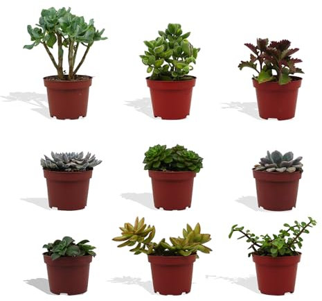 DutchLeafs Sukkulenten Mix 9 Stück Verschiedene Sukkulenten - Topf 10 cm - Kleine Pflanzen Mischung Sukkulenten Starter Set Pflegeleichte Zimmerpflanzen - Höhe 15-20 cm