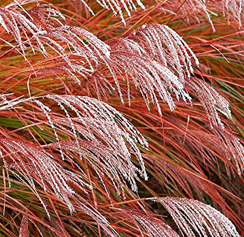 Miscanthus Grass Indian Summer Garden Plant Hardy Perennial Feather Flower Plants 1 x 9cm Pot by Thompson & Morgan