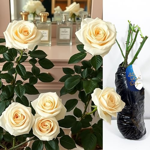 White True Love Perfume Rose Live Bush Plant Hybrid Tea Fragrant Large Bloom Flowering Shrub Perennial Outdoor Garden Patio Border Container