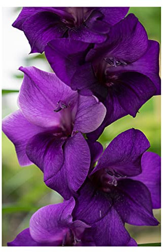 10x Gladioli Purple Flora Large Flowering Bulbs Easy to Grow Summer Gladiolus Sword Lily Corms Cut Flower Pollinator Friendly Bulbs for Borders, Pots & Containers