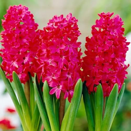 Hyazinthen zwiebeln,winterharte,hyazinthen zwiebeln winterhart,traubenhyazinthen zwiebeln winterhart,hyazinthen duft,hyazinthen rhizome,hyazinthenblüten,traubenhyazinthen rosa.-2zwiebeln-J