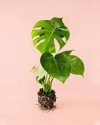 PUR PLANT Monstera deliciosa | Planta natural de interior | Maceta de Ø14 cm | Costilla de Adán purificadora y fácil de cuidar