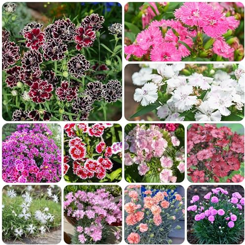 Semi di garofano - dianthus da giardino, da dolce William insoliti decorazione organica per Decorazioni giardino per esterni, 500semi