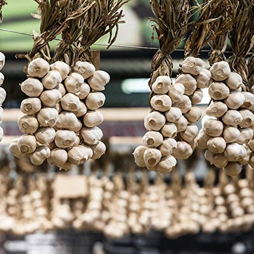 semillas de ajo - jardín interior jardín silvestres Parterres elevados decorativa semillas 150pcs
