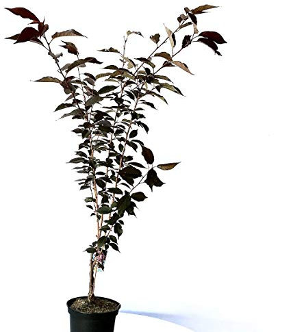 Rotblättrige Nelkenkirsche Prunus serrulata Royal Burgundy rotlaubig ca. 60-100 cm im 3-5 Liter Topf