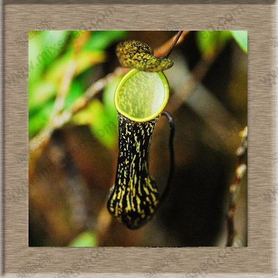 Semi di piante di Nepenthes Semi di Nepenthes Semi di piante di acchiappamosche 20 Particelle/sacchetto