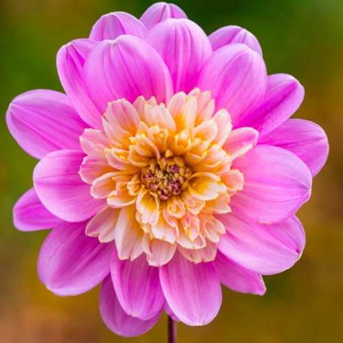 1 Bulbe (tubercule) de Dahlia à fleurs d'anémone TAKE OFF | Bulbes des meilleurs producteurs néerlandais | Sélection exclusive et contrôle qualité