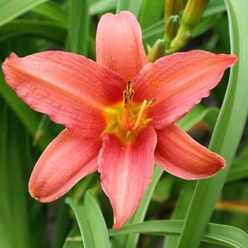 6x Lis d’un jour 'Pink Damask' – Hemerocallis 'Pink Damask' – Godet 9x9cm | Fleurs roses délicates, très rustique
