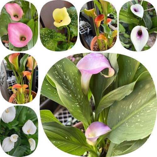 7 pcs Calla Zwiebeln Winterhart - winterharte pflanzen für garten balkonblumen Zantedeschia aethiopica - blumenzwiebeln mehrjährig deko blumen geschenk gartenpflanzen Blumenzwiebeln