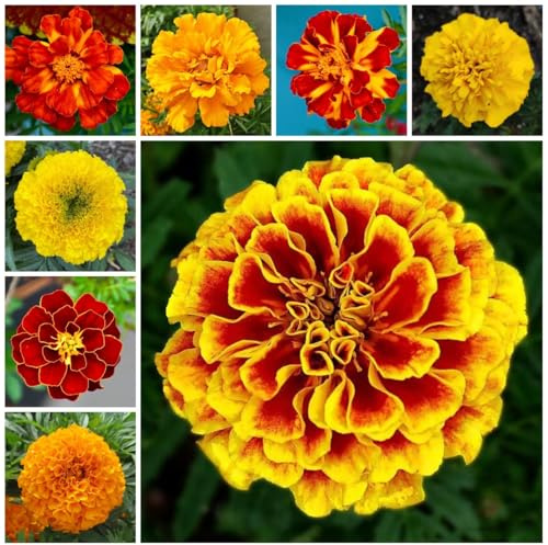 semi di tagetes perenni - calendula, giardino roccioso resistenti di tagetes calendula biologici, aiuola, esotiche resistenti 50pcs