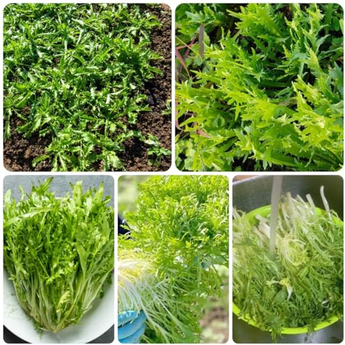 semi di indivia semi di da giardino resistenti biologici, varietà antiche Aiule rialzate per il giardino verdi biologiche esotiche Acquista 500semi