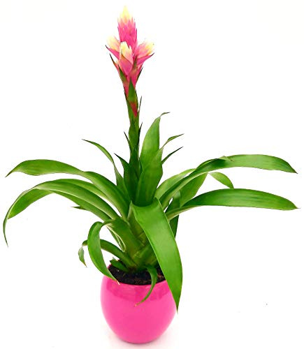 POWERS TO FLOWERS - GUZMANIA CANDY ROSA IN VASO VIOLA SFERICO, pianta vera