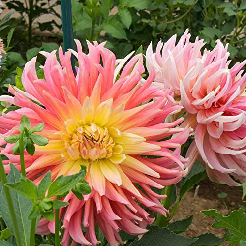 1x Dahlia Cactus – Vibrant Blend of Colour – Exceptional Blooms – Looks Spectacular in Beds or Borders – for Your Beautiful Garden (Dahlia Cactus Alfred Grille)