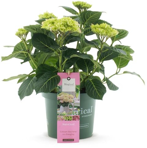 Ortensia Magical Jewel Pink - Hydrangea macrophylla - Rosa - Pianta da balcone - 23 cm - Altezza ca. 55 cm - 6-10 fiori - Fioritura ricca e accento di colore