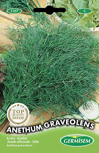 Germisem Dill ANETHUM GRAVEOLENS EC1107 mehrfarbig
