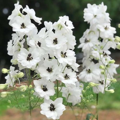 semi resistenti di delphinium di perenni resistenti di delphinium da esterno, primaverili 300pcs