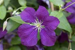 Clematis viticella 'Etoile Violette' Waldrebe Kletterpflanze im Topf gewachsen (60-100cm)