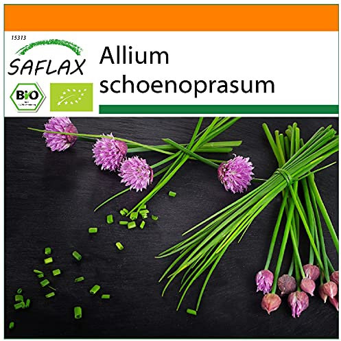SAFLAX - Garden in the Bag - BIO - Schnittlauch - 250 Samen - Mit Anzuchtsubstrat im praktischen, selbst aufstellenden Beutel - Allium schoenoprasum