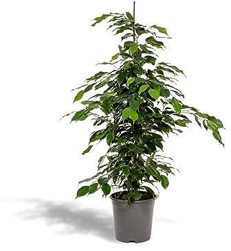 La Green Touch - Ficus benjamina h95 cm - pianta da interno - vaso 21 cm, altezza 95 cm