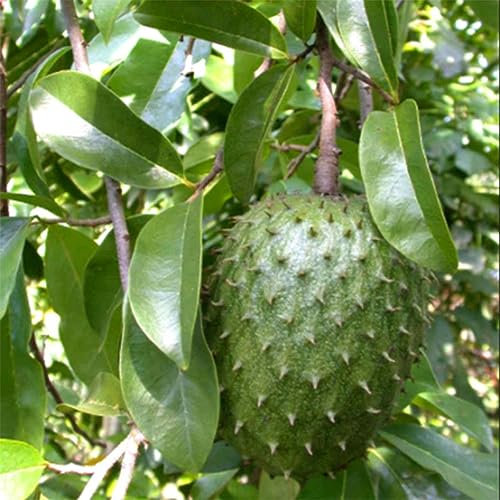 20 Stück Soursop Tropical Fruit Custard Graviola Annona Muricata Samen für die Gartenbepflanzung