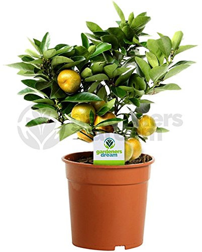 Citrus Calamondin - 1 Plant - House/Office Live Indoor Pot Plant Tree in 12cm Pot