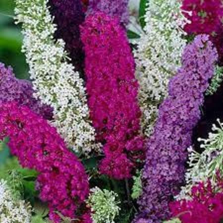 Nouveau frais 60pcs graines de fleurs de Buddleia