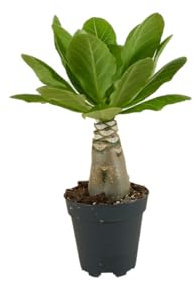 Bloomique - Brighamia Insignis - Hawaii-Palme - Zimmerpflanzen - Luftreinigend - Pflegeleicht - Topf 12 cm - 25-35 cm hoch