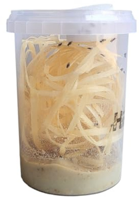 520ml Advanced Husbandry Live Fruit Flies, Drosophila Hydei, Large 2-3mm, Culture with Multiple Life Stages (Std 520ml, Newly Made)