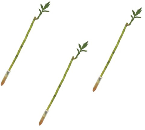 Verdecora Lucky Bamboo | Bambú de la suerte | Planta natural de interior (Recto 50cm PACK 3 UNIDADES)