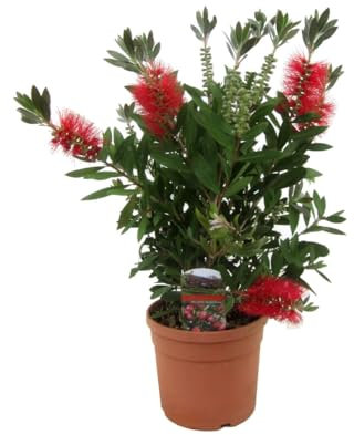 Callistemone Callistemon leavis, Pianta in Vaso ø 19 cm h 60/80 cm Vivaio di Castelletto