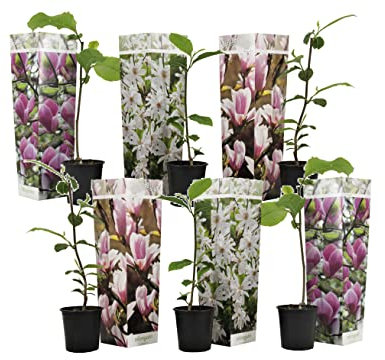 Plant in a Box - Magnolia susan, soulangeana, stellata - Mix de 6 - Arbuste décoratif votre jardin, balcon ou terasse - Pot 9cm - Hauteur 25-40cm