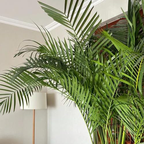 120 pcs goldfruchtpalme samen samen zimmerpflanzen winterharte kübelpflanzen (Dypsis lutescens) zimmerpflanze geschenk garten exotische pflanzen samen pflanzen samen indoor echte pflanzen