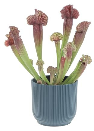KENTIS - Sarracenia - Pianta Carnivora a Imbuto - Pianta Cattura Mosche - Piante Vere da Interno - H 15-25 cm Vaso Ø 12 cm