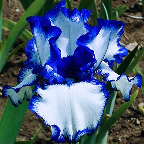 Iris Zwiebeln, Einfach Zu ZüChten, Winterhart Zwiebeln Die BlüTen Sind Groß, Winterhart Pflanzen, Pflanzen, Winterhart Iriszwiebeln Bringen Langanhaltende Farbe In Den Garten. -4zwiebeln-c