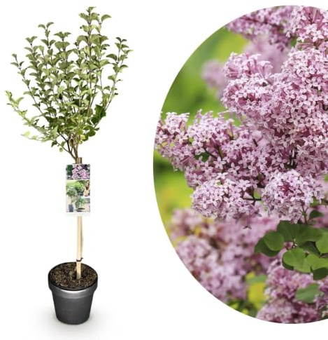 My Green Help – Syringa meyeri Palibin alberello, Lillà Coreano nano profumato, 1 pianta vera vaso Ø19 cm h 90 cm, per giardino, terrazzo e balcone