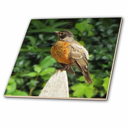 3dRose Puffed Robin On Picket Fence 12 Inch Ceramic Tile