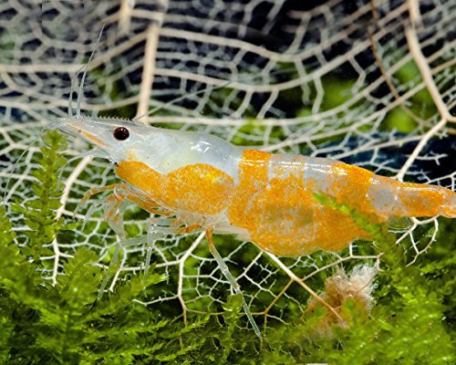 Garnelen Einsteigergarnelen Neocaridina davidi - lebend Zwerggarnelen für das Aquarium - 5er Pack, Farbe orange gestreift
