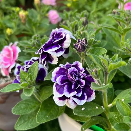 semillas de petunia balcón, petunia híbrida, sombra de petunia colgante ornamentales, decoración, colgante 1200pcs