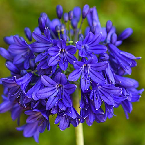 Agapanthus Flower African Blue Lily Plant Drought Tolerant Dark Blue Exotic Blooms, Low Maintenance Hardy Perennial, 1 x 9cm Potted Agapanthus Flower of Love by Thompson and Morgan