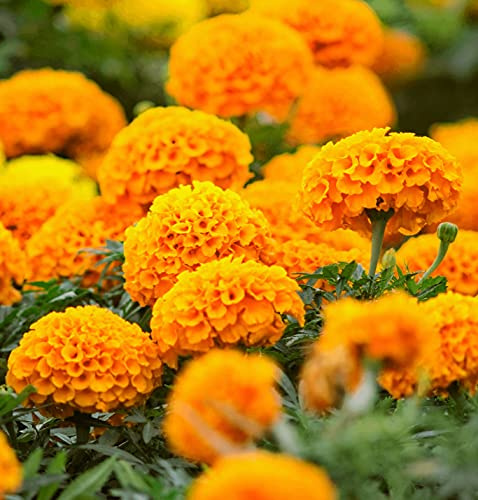 Semi di calendula forte semi affascinante paesaggioalto valore ornamentale splendido Hardy-300 semi