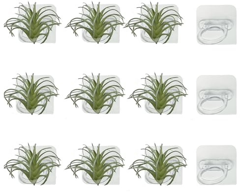 Lot de 12 supports muraux en acrylique pour plantes tropicales vivantes, fournitures de décoration pour la maison, le bureau, plantes non incluses